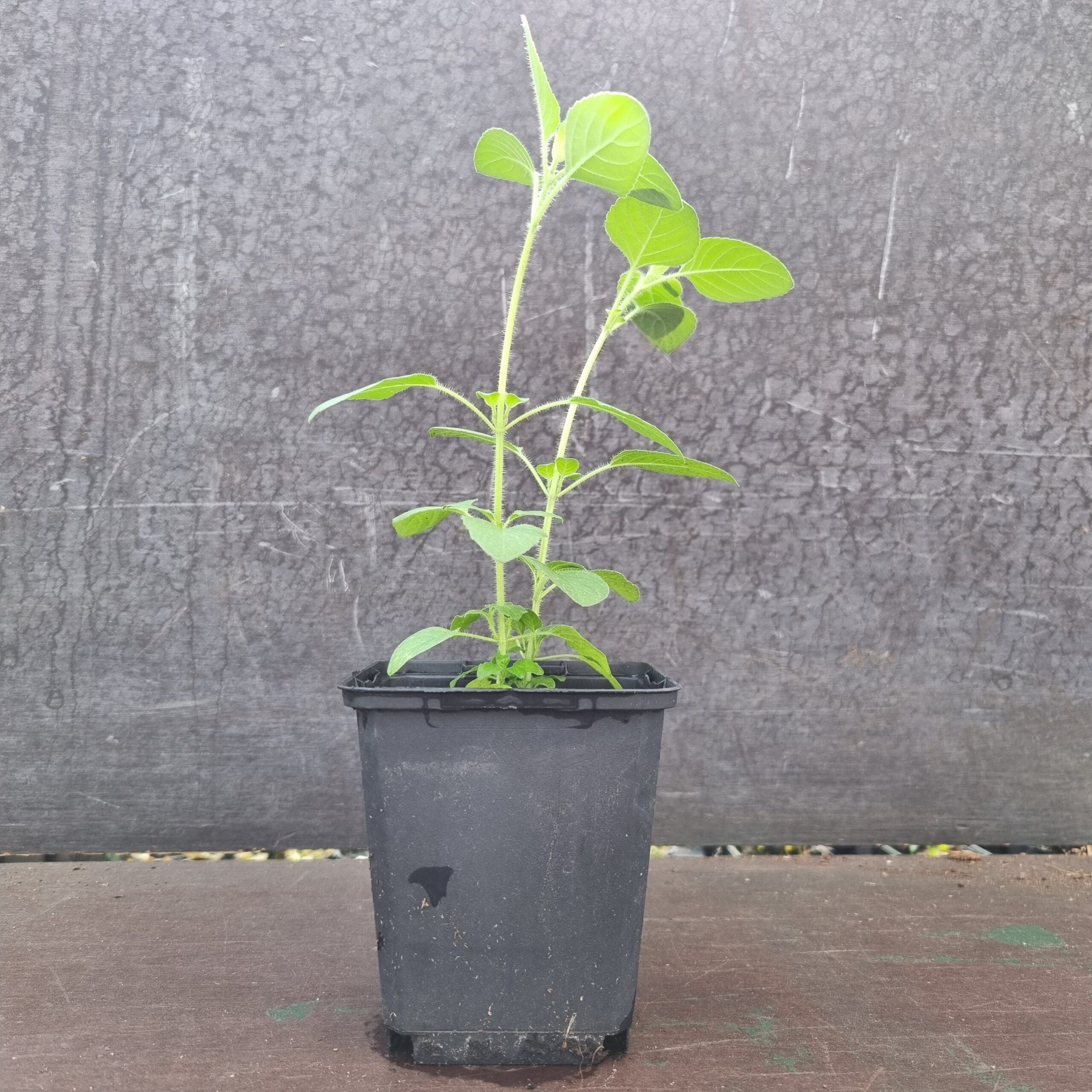 Tulsi Basil plants 2 in 1 pot | Rama Tulsi | Ocimum Tenuiflorum/Sanctum