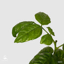 Wampee tree | Clausena Lansium-2