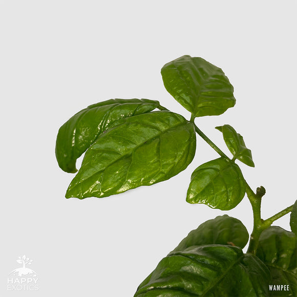 Wampee tree | Clausena Lansium