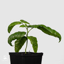 Wampee tree | Clausena Lansium-1