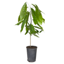 Árbol de cacao | Theobroma Cacao | Colorado-3