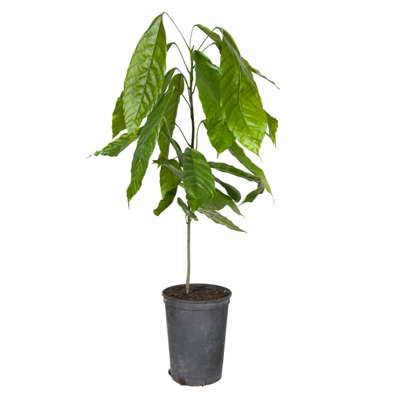 Árbol de cacao | Theobroma Cacao | Colorado