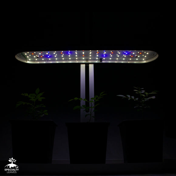 Luz LED de cultivo interna para 3 árvores com folhas de curry super felizes